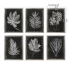 Foliage Framed Prints Set/6, Art by Uttermost, 25.75" width x 33.75" height x 2.25" depth thumbnail 3