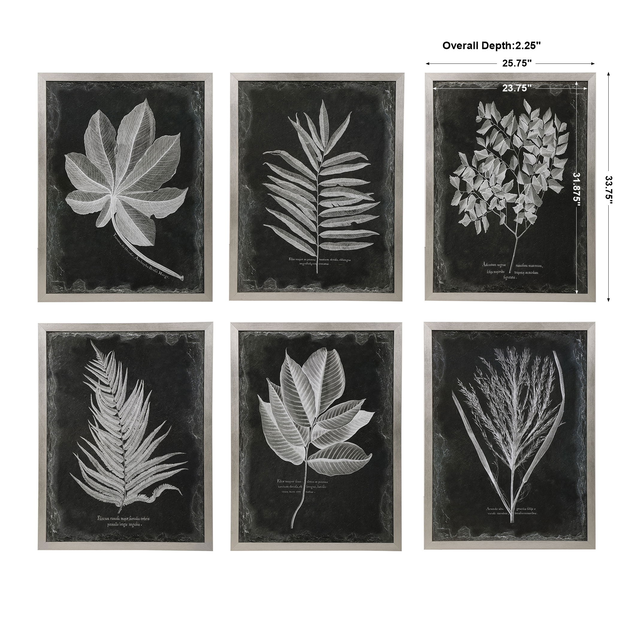 Foliage Framed Prints Set/6, Painting by Uttermost, 25.75" width x 33.75" height x 2.25" depth View 3