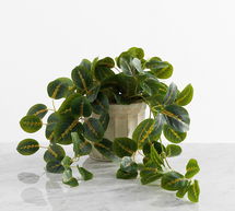 Online Designer Bathroom Wandering Prayer Potted Houseplant, Medium