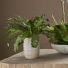 Verdure Fern In Glazed Pot, Artificial Plants & Flower by Uttermost, 18.75" width x 16.25" height x 18.75" depth thumbnail 2