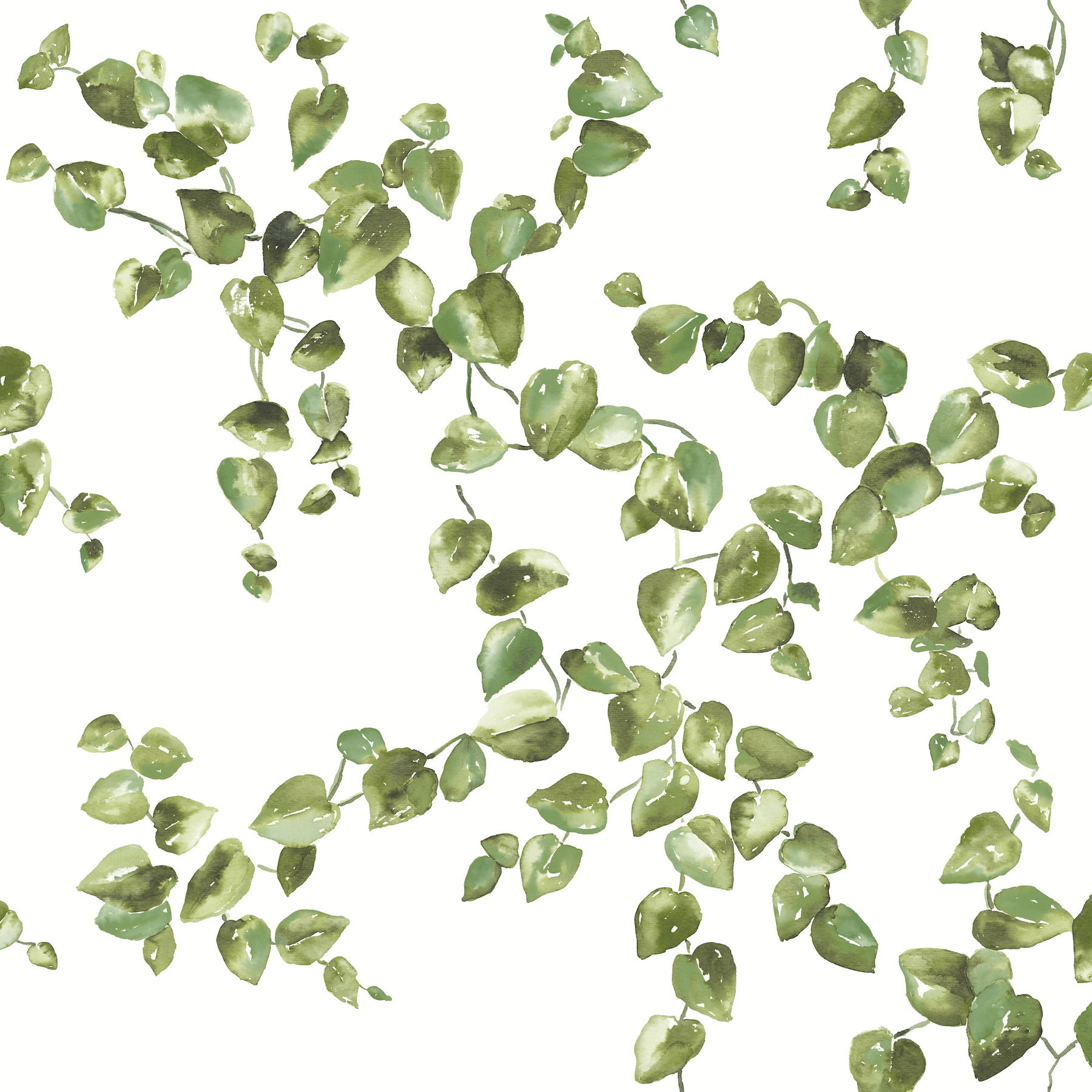 Creeping Fig Vine Green Wallpaper large image 
