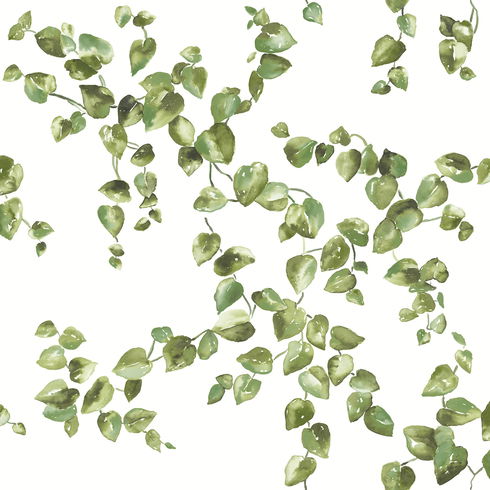 Creeping Fig Vine Green Wallpaper
