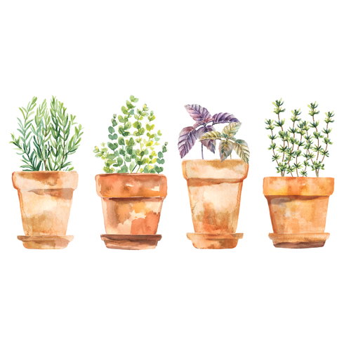 Watercolor Potted Herbs Wall Decals