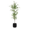 Boreal Potted Birch Tree, by Uttermost, 2'4.5" width x 7'2.25" height x 2'4.5" depth thumbnail 5