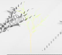 Online Designer Other Faux Eucalyptus Branch