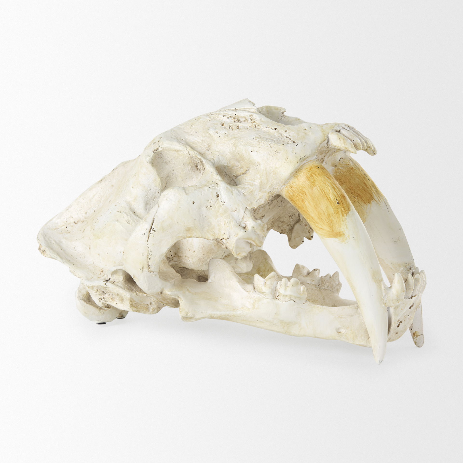 Fozzil 9L x 9W Resin Sabretooth Skull Replica, Decorative Object by Mercana, 9" length x 9.06" width x 14.96" height View 8