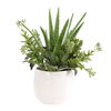 Sundown Succulent Accent Planter thumbnail 2