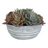 Peoria Succulent Accent thumbnail 3