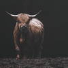 King Of The Hill Framed Bovine Print, Art by Uttermost, 39.62" width x 27.62" height x 1.75" depth thumbnail 6