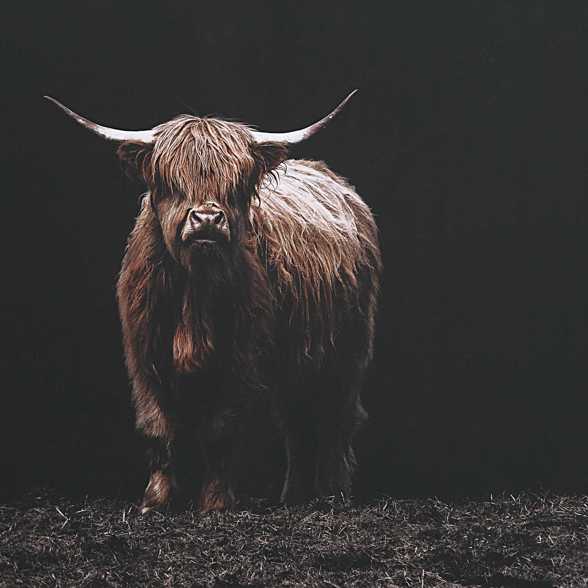 King Of The Hill Framed Bovine Print, by Uttermost, 3'3.62" width x 2'3.62" height x 1.75" depth View 6