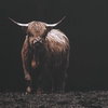 King Of The Hill Framed Bovine Print, by Uttermost, 3'3.62" width x 2'3.62" height x 1.75" depth thumbnail 6