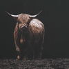 King Of The Hill Framed Bovine Print thumbnail 5