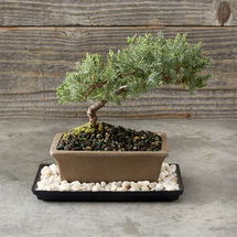 Online Designer Combined Living/Dining Green Mound Junpier Bonsai, 6"