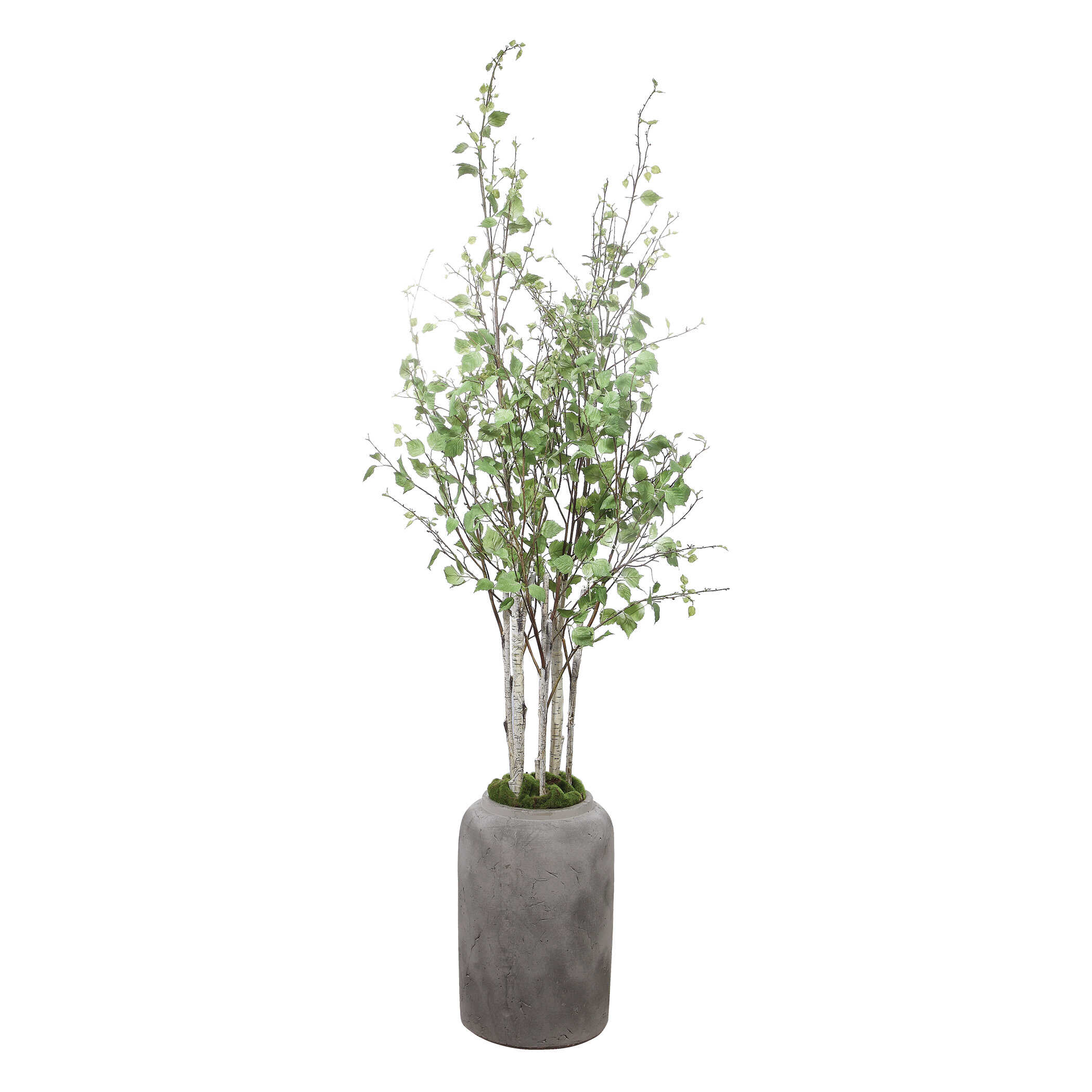 Aldis Potted River Birch, Decorative by Uttermost, 28" width x 72" height x 28.5" depth View 3