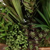 Salar Succulents In Teak Bowl, Artificial Plants & Flower by Uttermost, 22" width x 20" height x 12" depth thumbnail 6