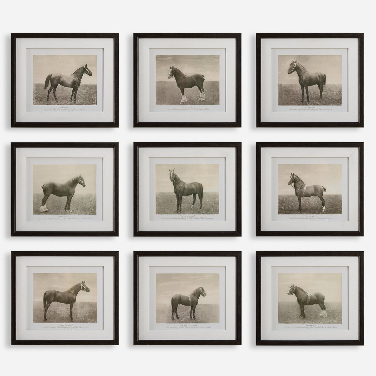 Equine Dynasty Framed Prints Set/9, Art by Uttermost, 15.87" width x 13.87" height x 1.5" depth View 1