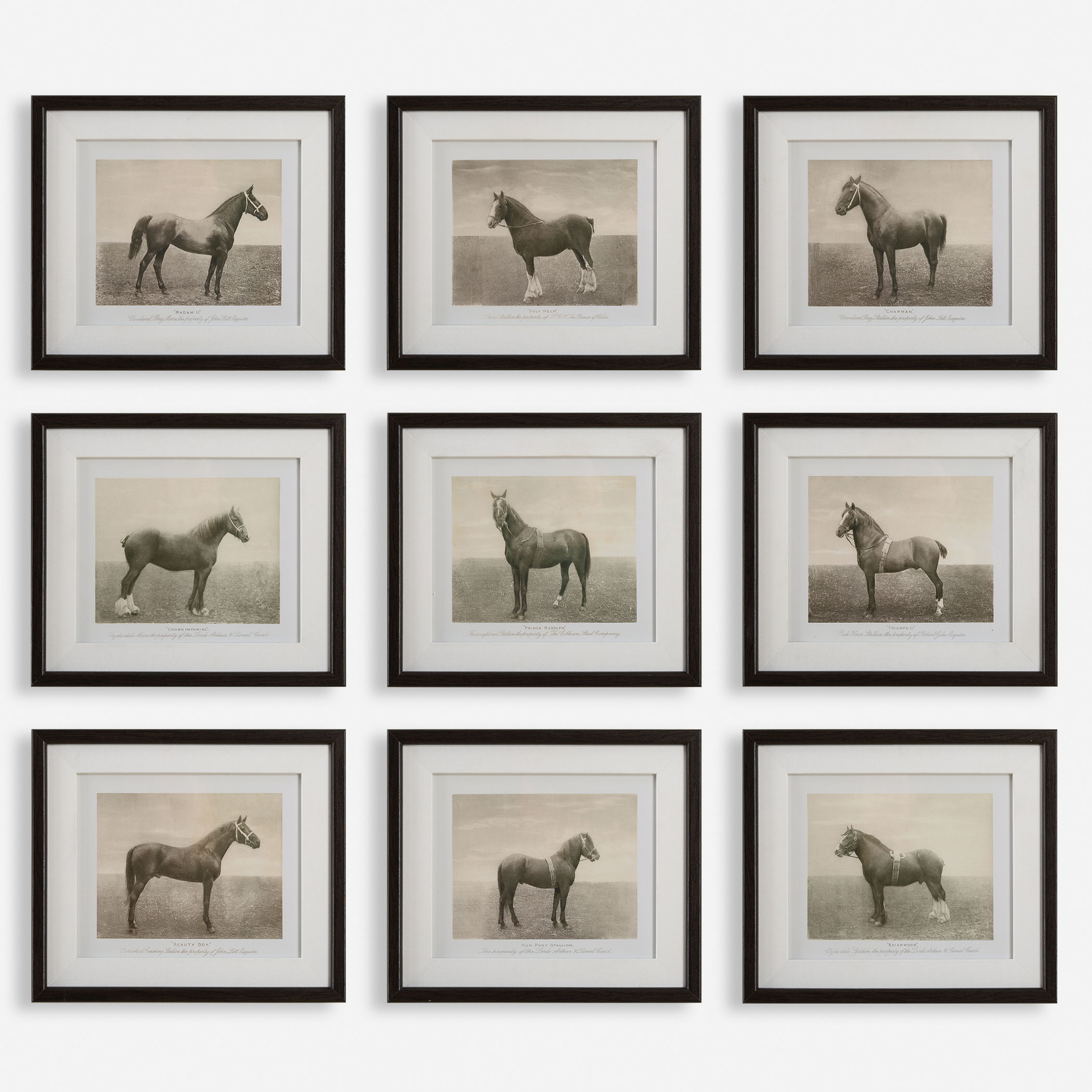 Equine Dynasty Framed Prints Set/9, Painting by Uttermost, 15.87" width x 13.87" height x 1.5" depth View 1
