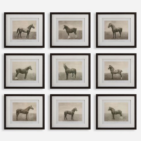 Equine Dynasty Framed Prints Set/9