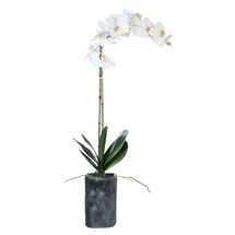 Online Designer Combined Living/Dining Eponine White Orchid