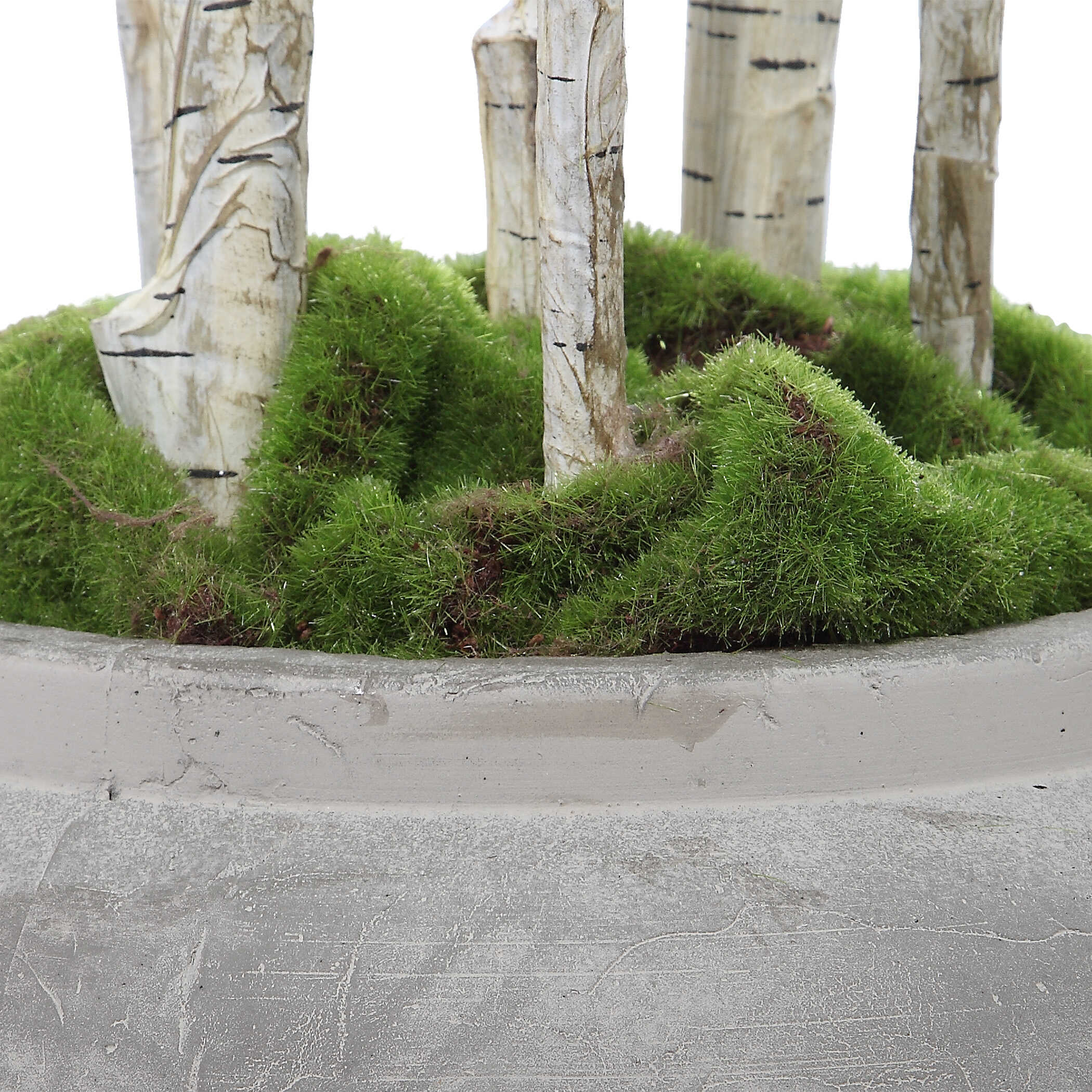 Aldis Potted River Birch, Decorative by Uttermost, 28" width x 72" height x 28.5" depth View 5