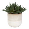 Doha Succulent Accent, Decorative by Uttermost, 11" width x 10.5" height x 9" depth thumbnail 1