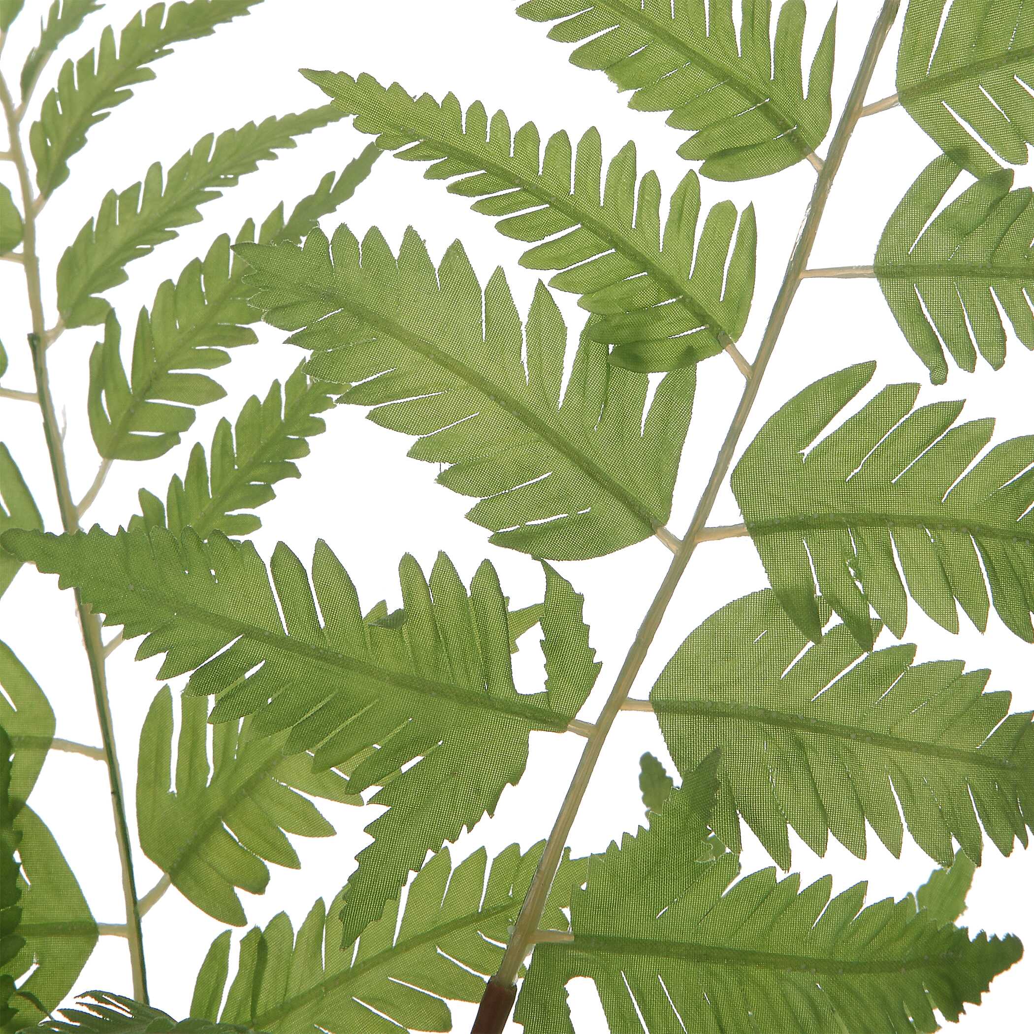 Country Ferns Set/2, Decorative by Uttermost, 16.5" width x 21" height x 16.5" depth View 3