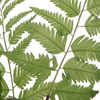 Country Ferns Set/2, Decorative by Uttermost, 16.5" width x 21" height x 16.5" depth thumbnail 3