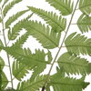 Country Ferns Set/2, by Uttermost, 1'4.5" width x 1'9" height x 1'4.5" depth thumbnail 3