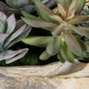 Seaside Breeze Succulents, Artificial Plants & Flower by Uttermost, 23" width x 10" height x 14" depth thumbnail 4