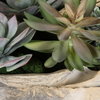 Seaside Breeze Succulents, Artificial Plants & Flower by Uttermost, 23" width x 10" height x 14" depth thumbnail 4