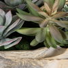 Seaside Breeze Succulents, Decorative by Uttermost, 23" width x 10" height x 14" depth thumbnail 4