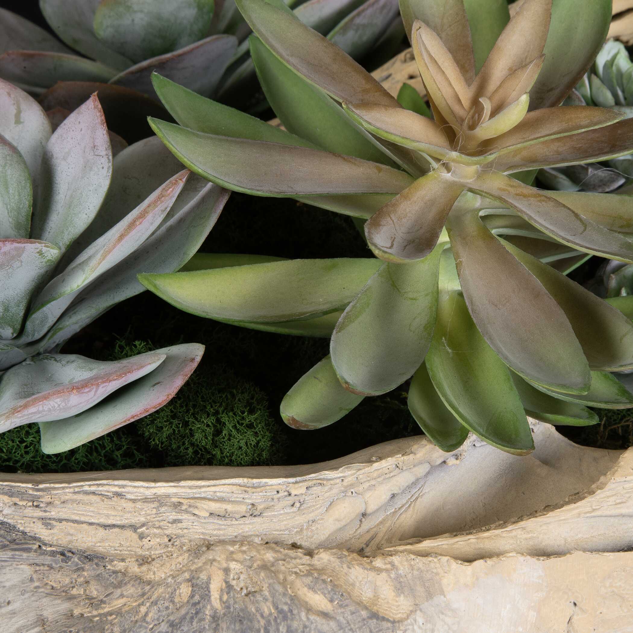 Seaside Breeze Succulents large image 
