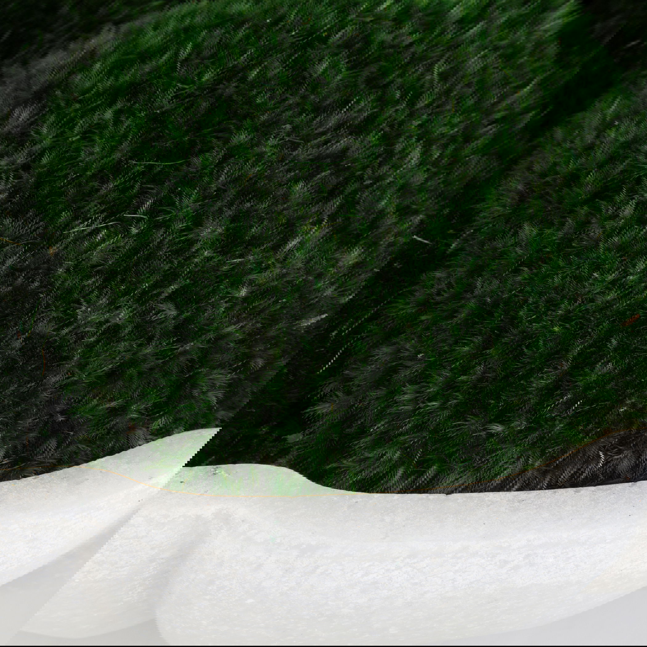 Awaken Moss Centerpiece large image 