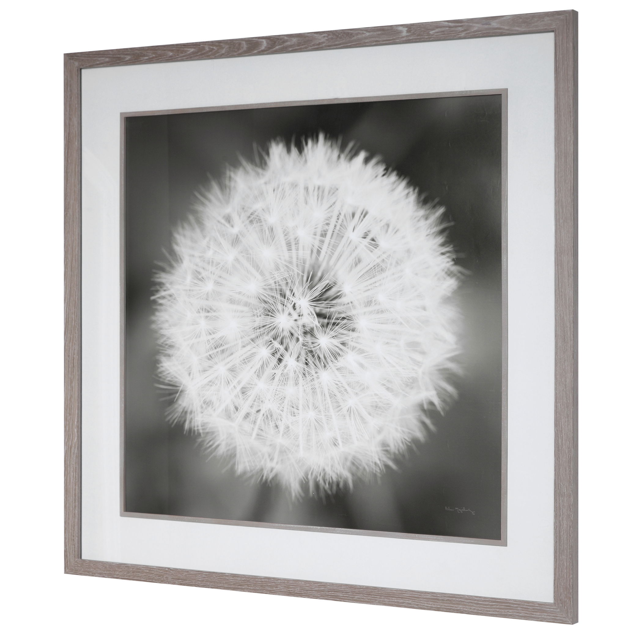 Dandelion Seedhead Framed Print large image 