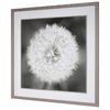 Dandelion Seedhead Framed Print thumbnail 5