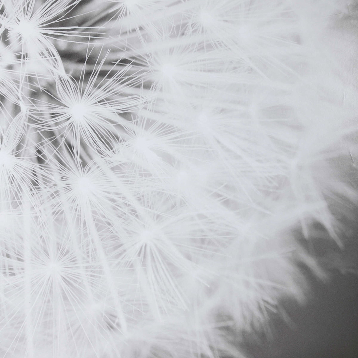 Dandelion Seedhead Framed Print, Art by Uttermost, 53.75" width x 53.75" height x 3.12" depth View 7