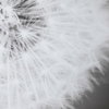 Dandelion Seedhead Framed Print, Art by Uttermost, 53.75" width x 53.75" height x 3.12" depth thumbnail 7