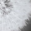 Dandelion Seedhead Framed Print thumbnail 6