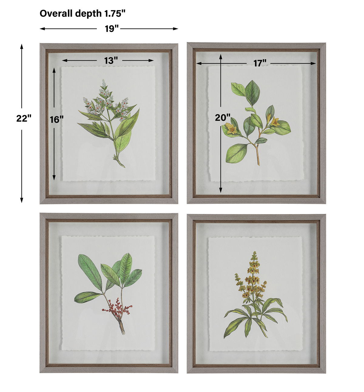 Wildflower Study Framed Prints Set/4, Art by Uttermost, 19" width x 22" height x 1.75" depth View 3