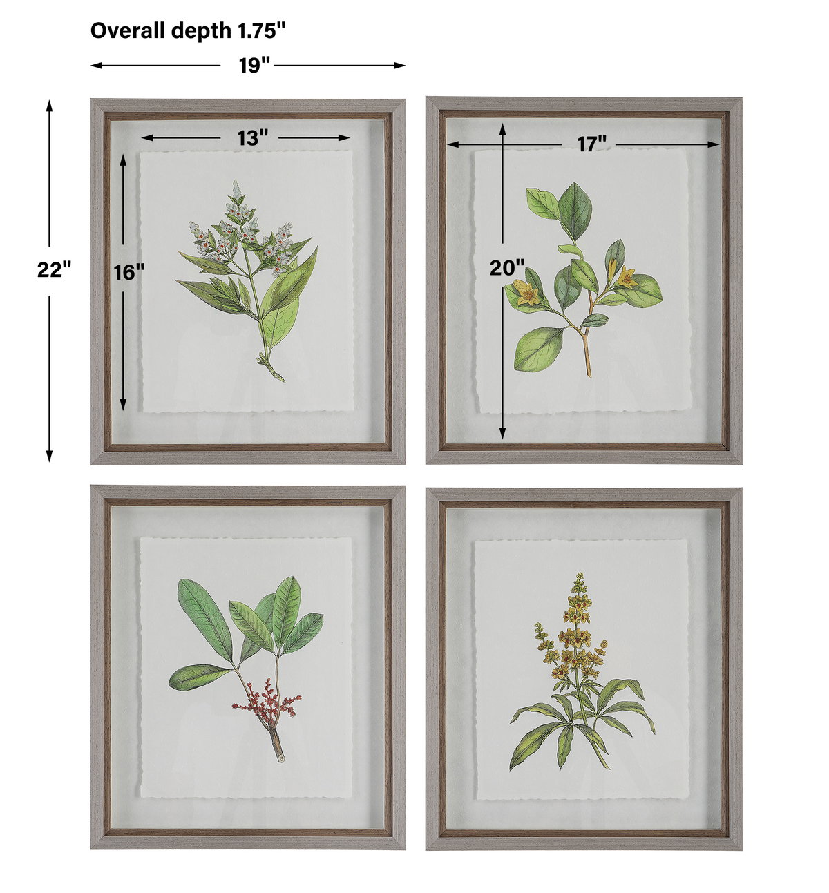 Wildflower Study Framed Prints Set/4, Painting by Uttermost, 19" width x 22" height x 1.75" depth View 3