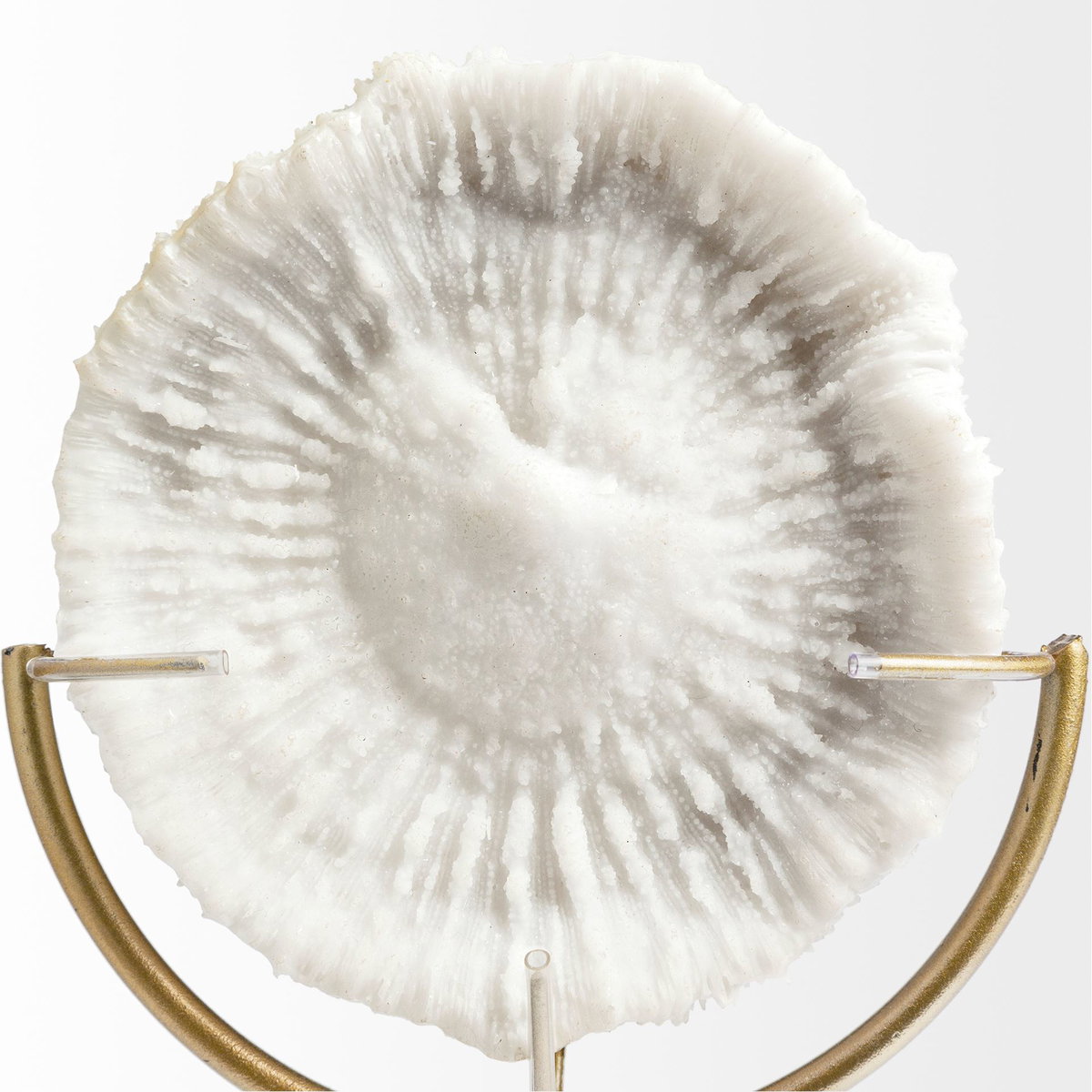 Sandy III (Large) 8L x 4W White Coastal Sand Dollar Object, Decorative Object by Mercana, 8.07" length x 3.94" width x 15.16" height View 5