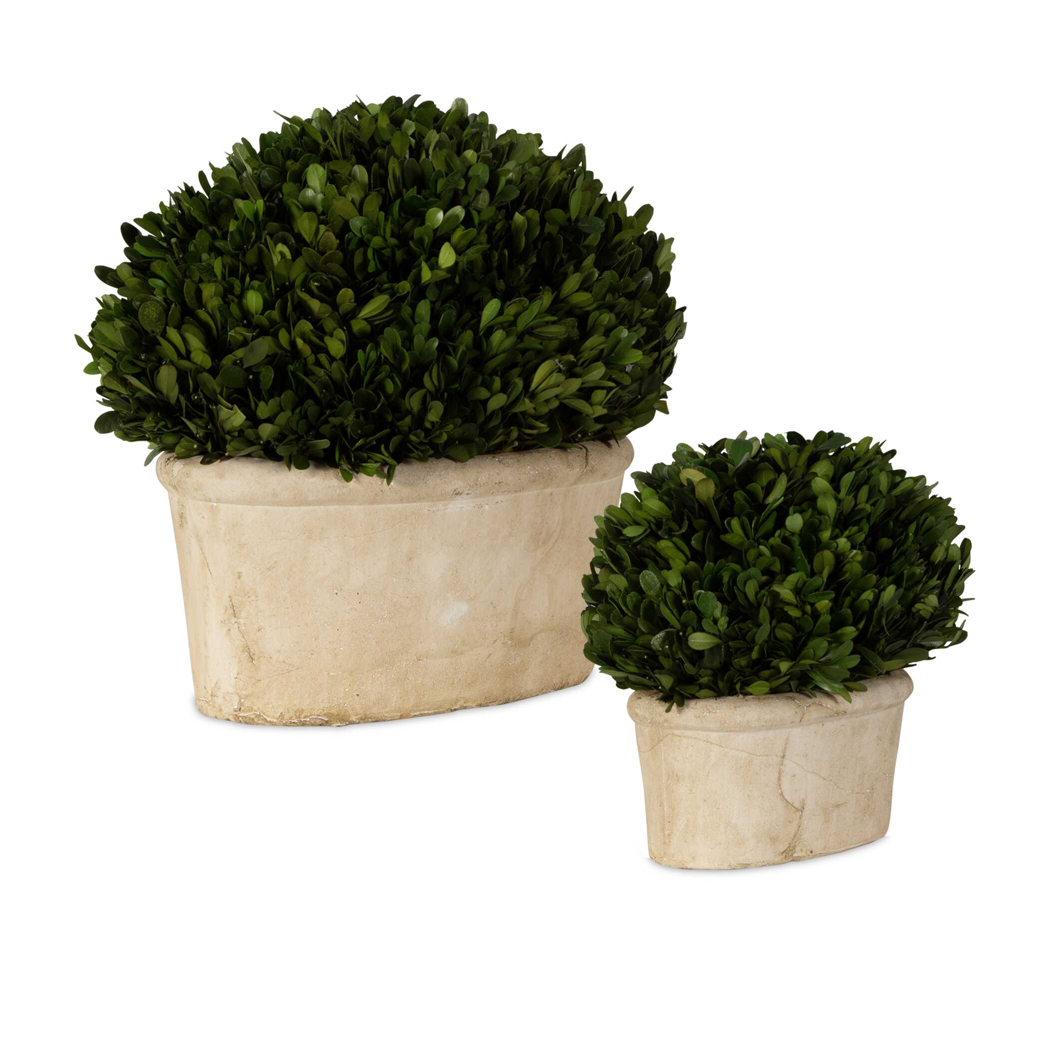 Oval Domes Preserved Boxwood Set/2, Decorative by Uttermost, 14" width x 12" height x 8" depth View 3