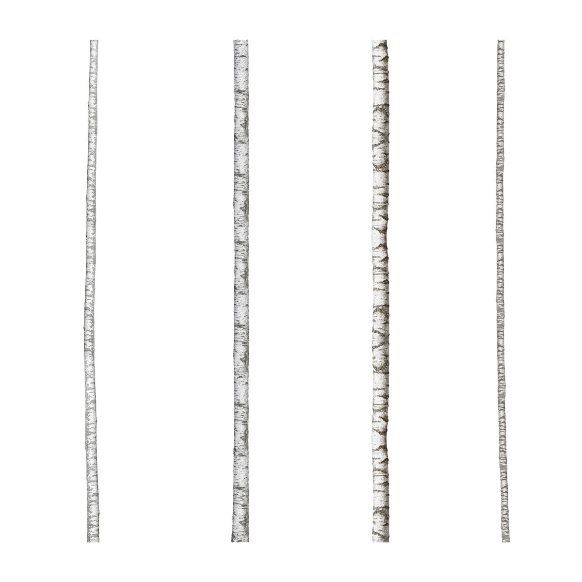 Realistic Birch Trees Giant Wall Decals, by York Wall, 3' length x 1'5.25" width x 0.02" depth