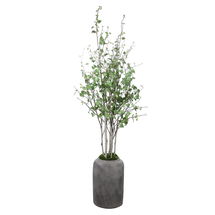 Online Designer Hallway/Entry Aldis Potted River Birch