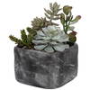 Alverio Desert Garden Succulents, Artificial Plants & Flower by Uttermost, 9.25" width x 9.5" height x 10.75" depth thumbnail 4