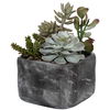 Alverio Desert Garden Succulents thumbnail 3