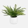 Boston Fern In White Ceramic Pot thumbnail 0