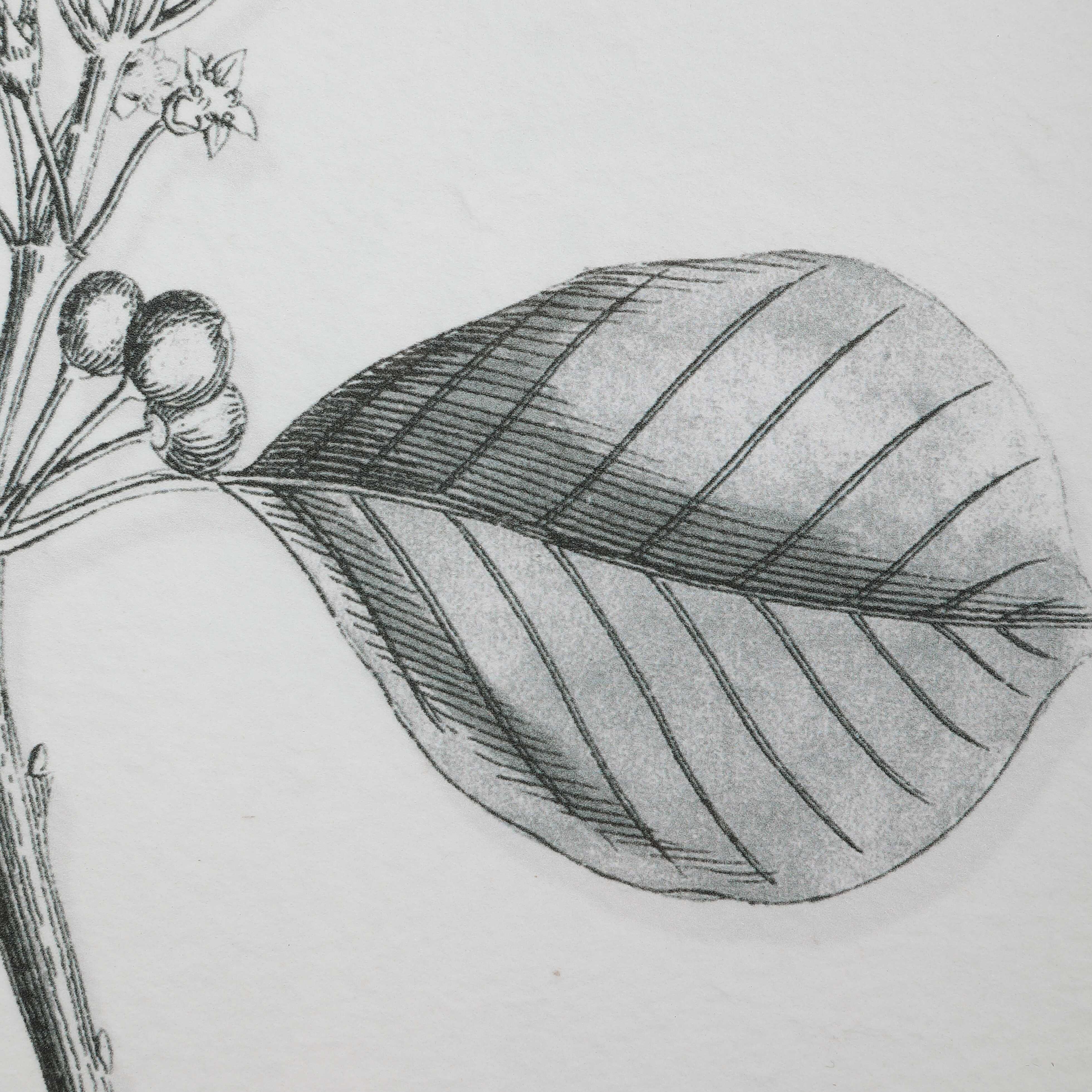 Farmhouse Florals Framed Prints Set/9, Painting by Uttermost, 17.5" width x 23" height x 0.75" depth View 6