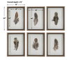 Birds Of A Feather Framed Prints Set/6, by Uttermost, 1'3" width x 1'8" height x 1.75" depth thumbnail 3