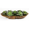 Yuma Succulent Centerpiece, Decorative by Uttermost, 27" width x 8" height x 11" depth thumbnail 1